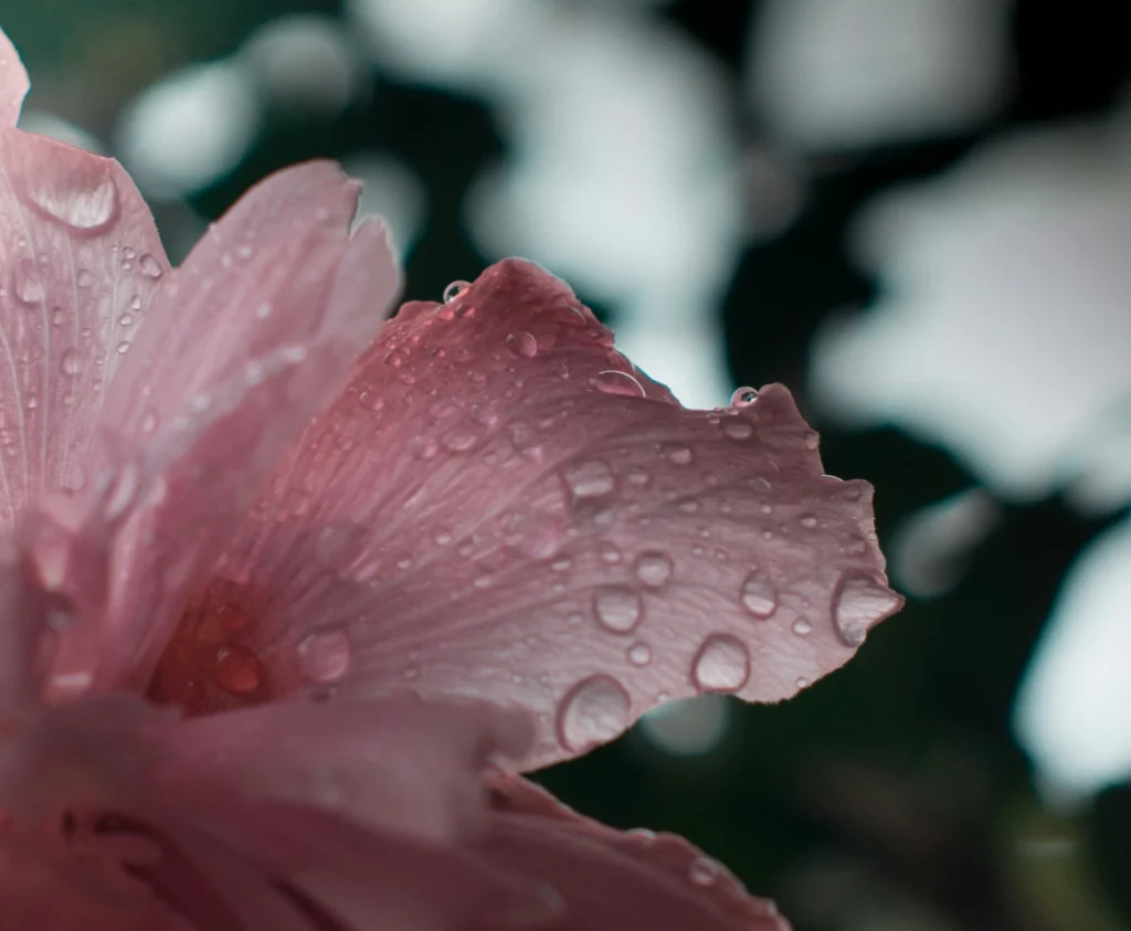 A pink flower with water droplets on the petals